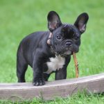 Barfen Hund - Schwarze Bulldoge auf Rasen