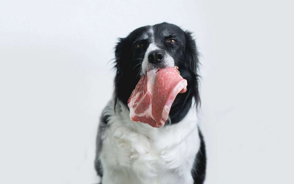 Fleisch für Hunde