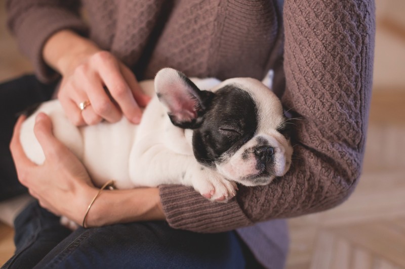 Hundekauf - Dame hält kleinen Hund in den Armen