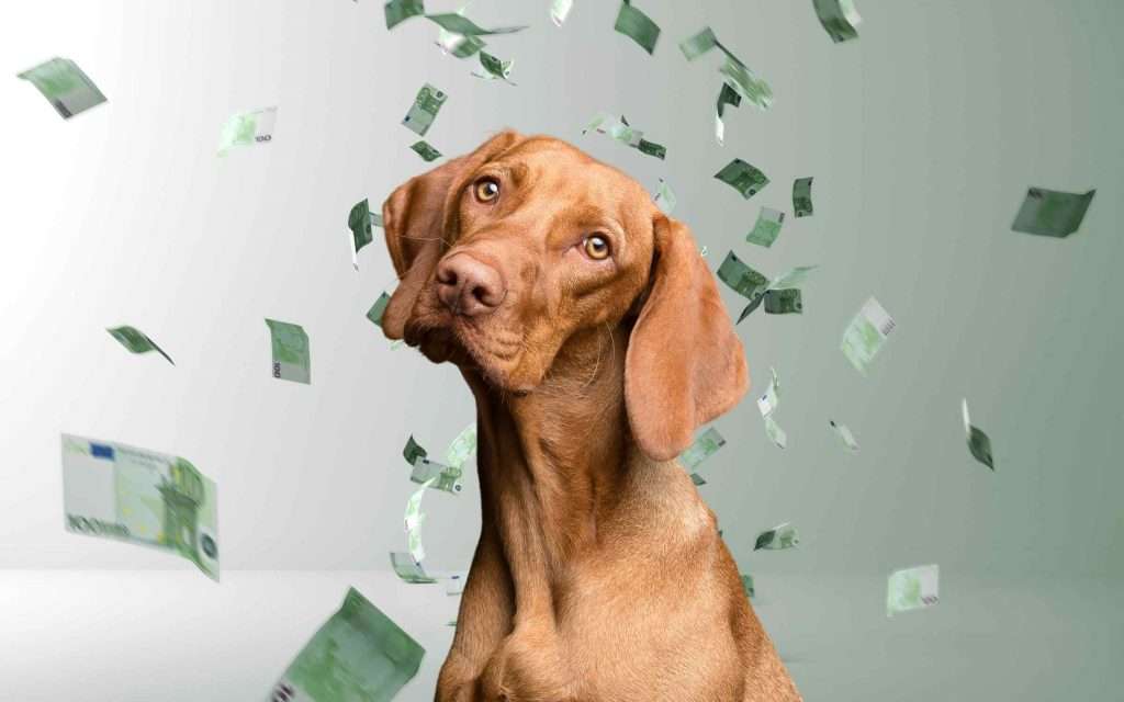 was kostet ein Hund