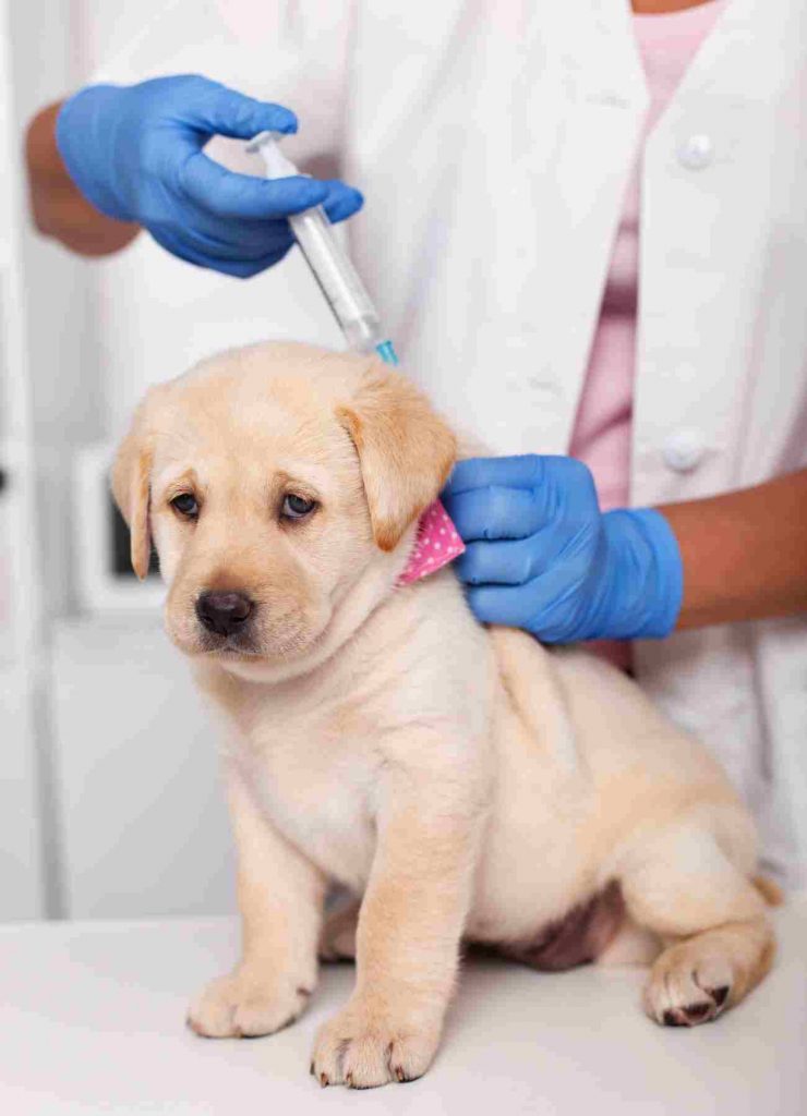 Impfung Hund - kleiner Hund