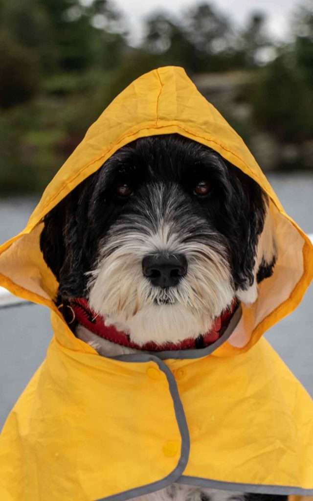 Regenmantel Hund