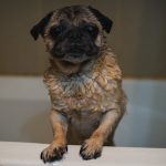 Hund baden - kleiner Hund in der Badewanne