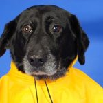 schwarzer Hund in gelbem Regenmantel
