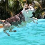 Hundebademantel für Hund, der in den Pool springt