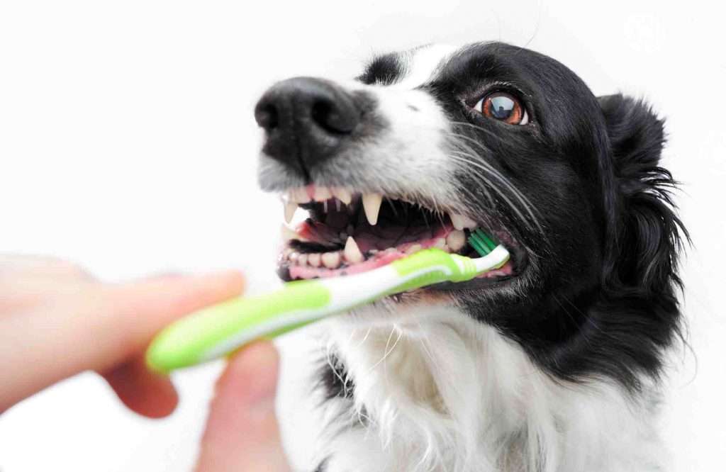 Wie viele Zähne hat ein Hund?