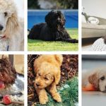 6 Hunde für Allergiker als Foto-Übersicht