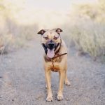 Hund zittert - Ursachen & Gründe