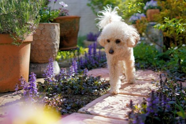 Hund im Garten Tipps &amp; Ideen Welpenblicke