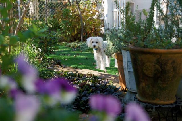 Hund im Garten Tipps &amp; Ideen Welpenblicke