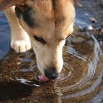 Wieviel Wasser brauchen Hunde