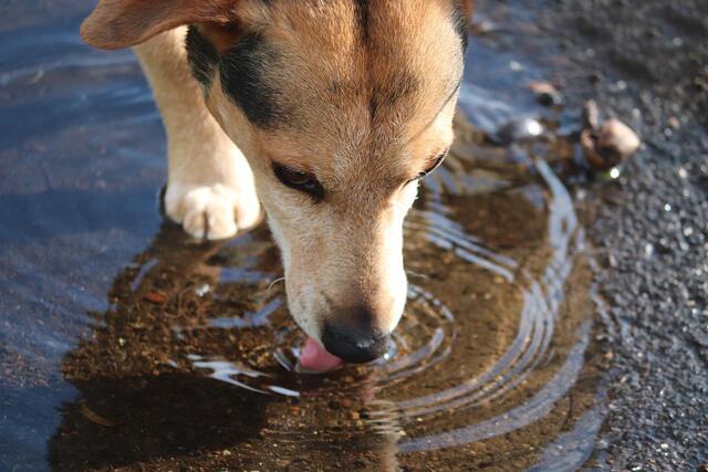 Wieviel Wasser brauchen Hunde