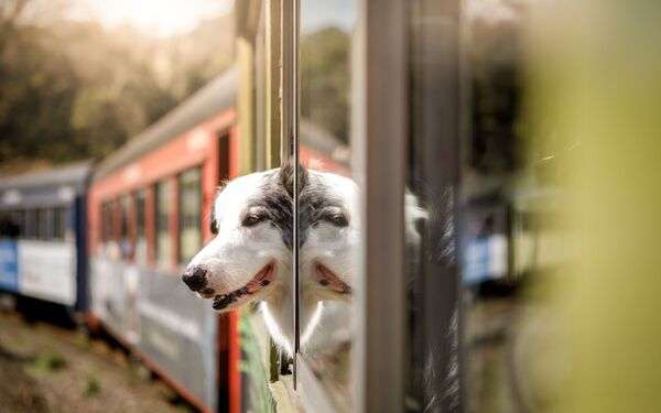 Hunde im Zug mitnehman