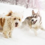 Hunde im Winter - sicher durch die kalte Jahreszeit