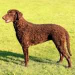 Curly Coated Retriver