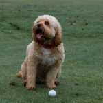 Golfen mit Hund | Welpenblicke